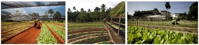 Cuba agriculture